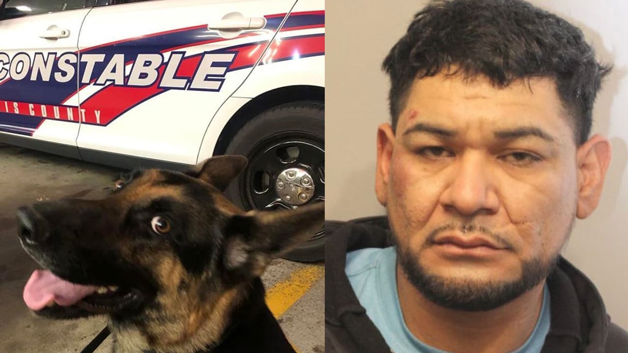 Perro policía captura a presunto ladrón de material de construcción al oeste del condado Harris