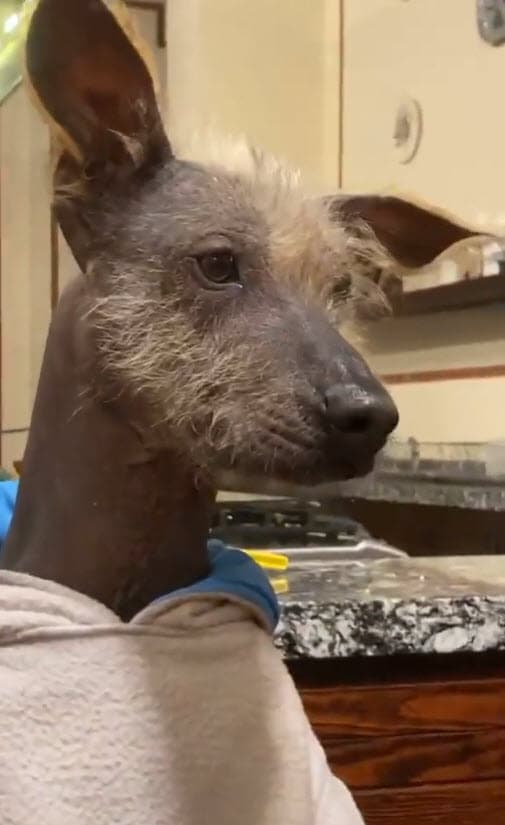 Leonardo Aguilar tiene otra mascota de la misma raza, Diego, otro de sus protagonistas en su perfil de Instagram.
<br>