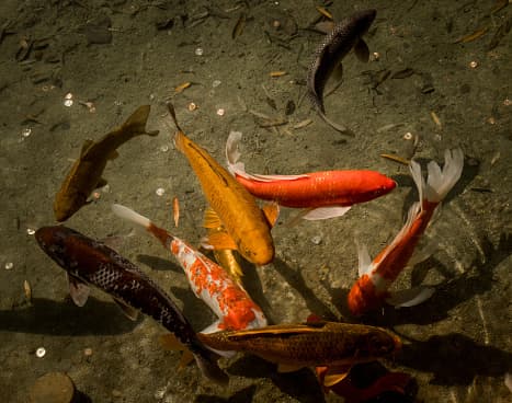 Los estanques están llenos de los peces Koi.