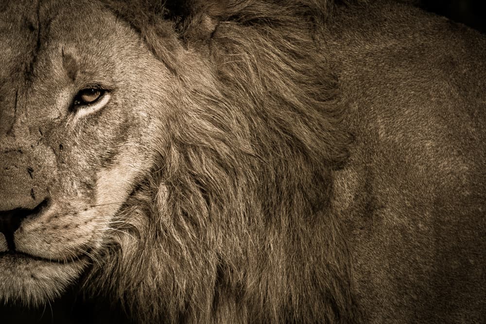 Se calcula que en el mundo, hay unos 10,000 leones en cautiverio. Muchos de ellos se exhiben en zoológicos, circos y los llamados parques de leones. Todas estas actividades son consideradas como crueldad animal puesto que estos felinos están ahí para el entretenimiento humano, denuncia el veterinario Roberto Vieto, Coordinador de Vida Silvestre de la organización
<b><a href="http://www.worldanimalprotection.org/" target="_blank">Protección Animal Mundial.</a></b>