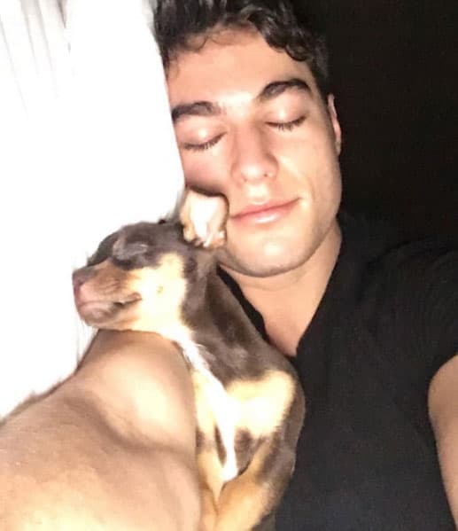 Ésta pequeña belleza se llama Zlatan, es un cachorro de raza Chihuahua.