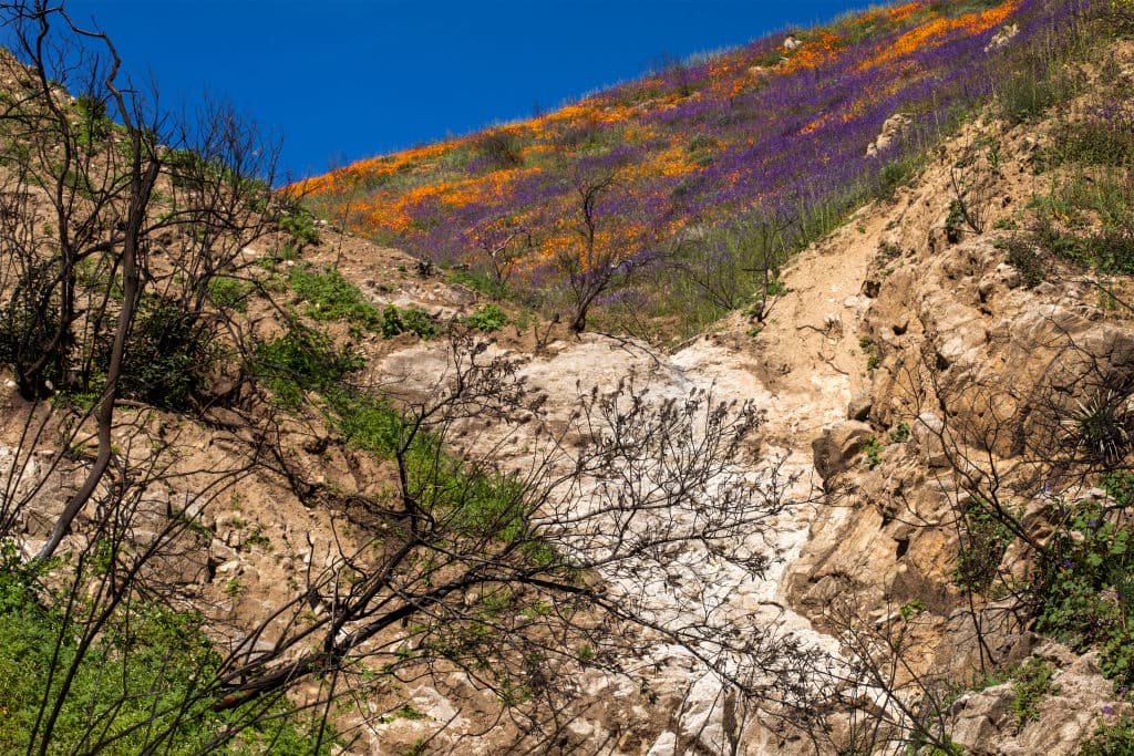 Aunque el Lago Elsinore del Cañón de Walker y Anza-Borrego son de los lugares más visitados durante estos días de superflorecimiento, este fenómeno natural se produce en otros sitios de California como el Parque Nacional Joshua Tree y la Reserva de Cold Creek.