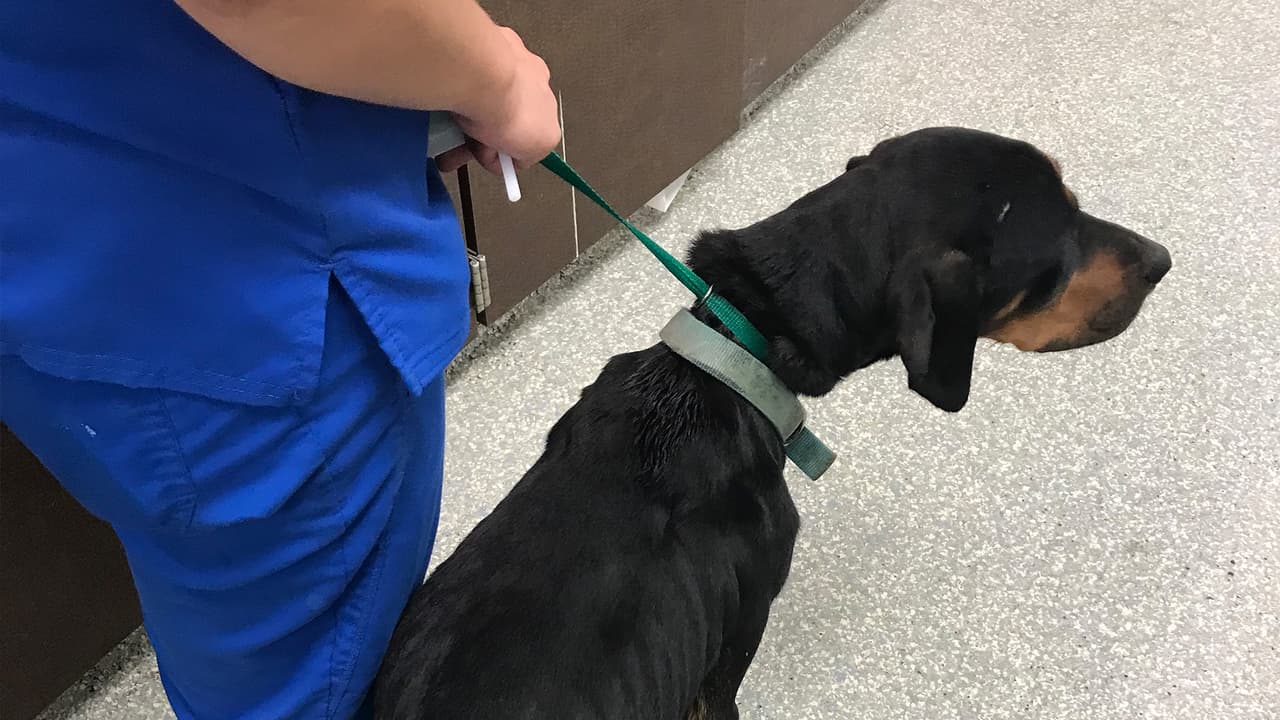 Houston SPCA dijo que el dueño de los animales puede enfrentar cargos hasta de 2 años de cárcel.