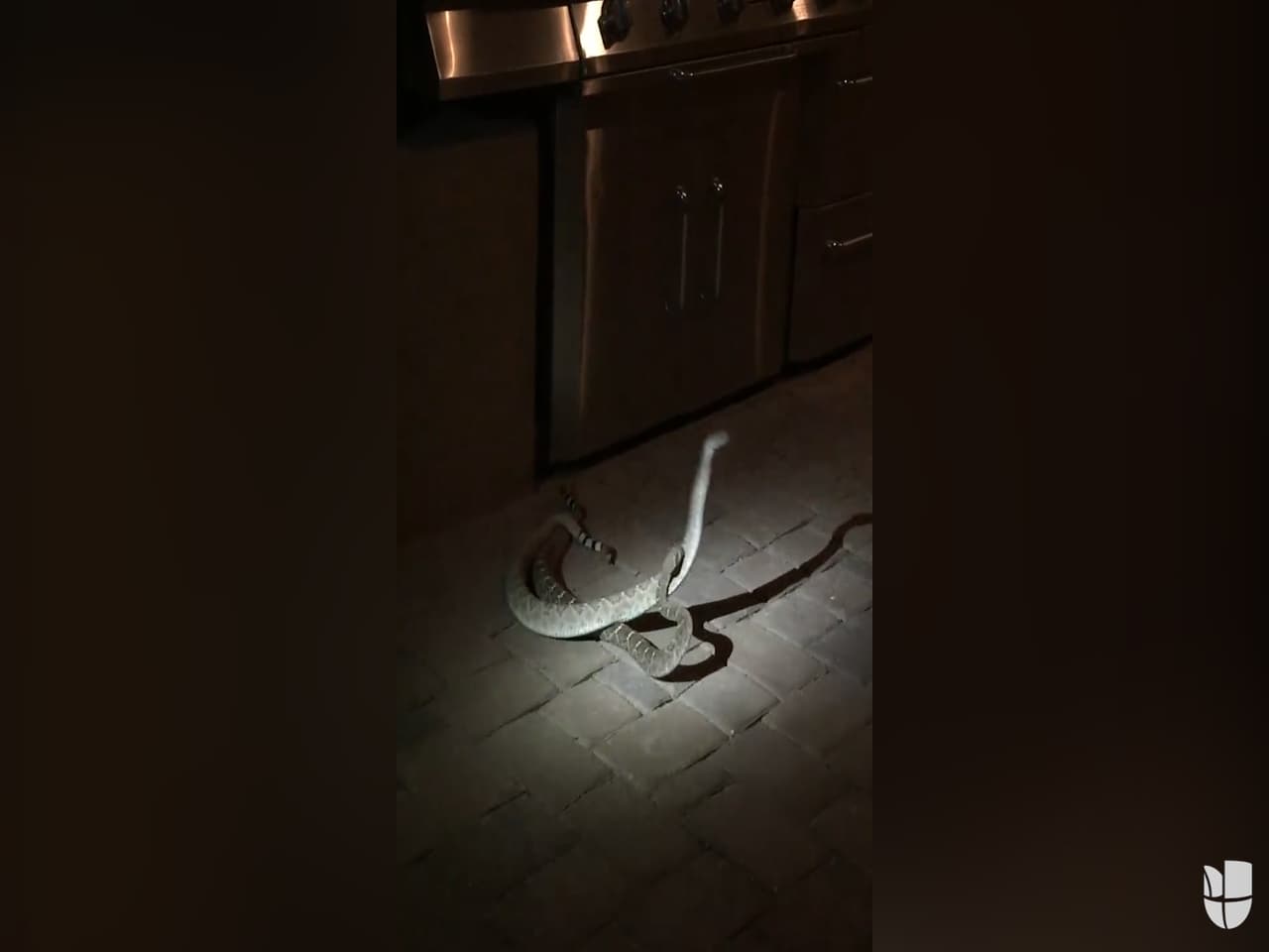 Un video capta la pelea de dos serpientes cascabel en el patio de una vivienda en Arizona