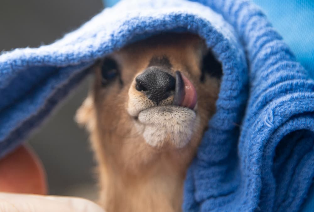 Nuevo miembro en la familia del zoológico de Miami