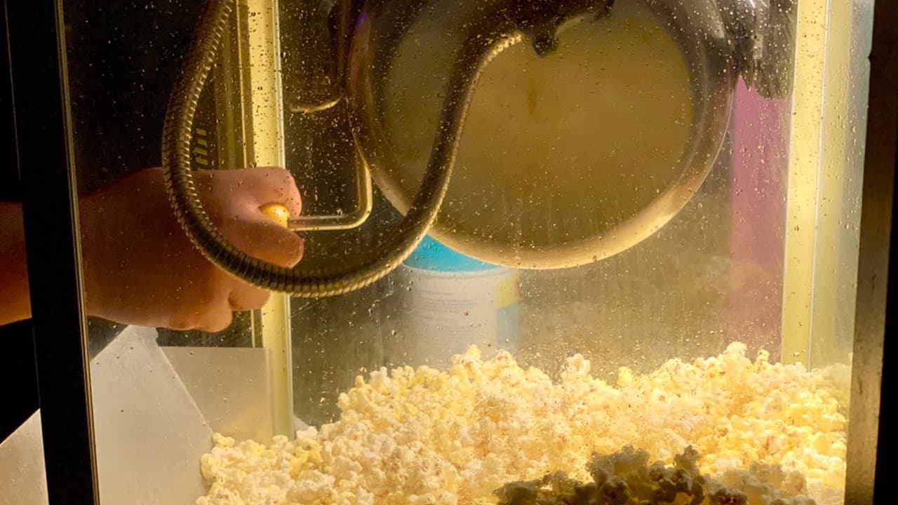 Por supuesto que las tradicionales palomitas no pueden faltar al ver una película.