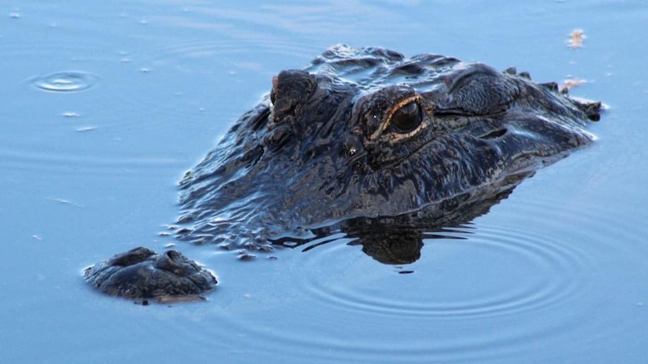 Hombre trata de grabar a caimán y por poco es atacado     