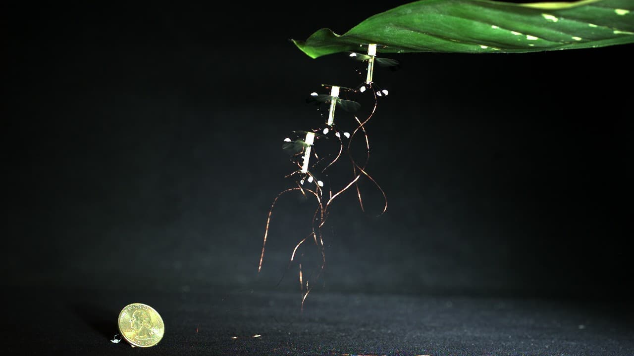 Cómo conseguir que un robot insecto se pose sobre una hoja