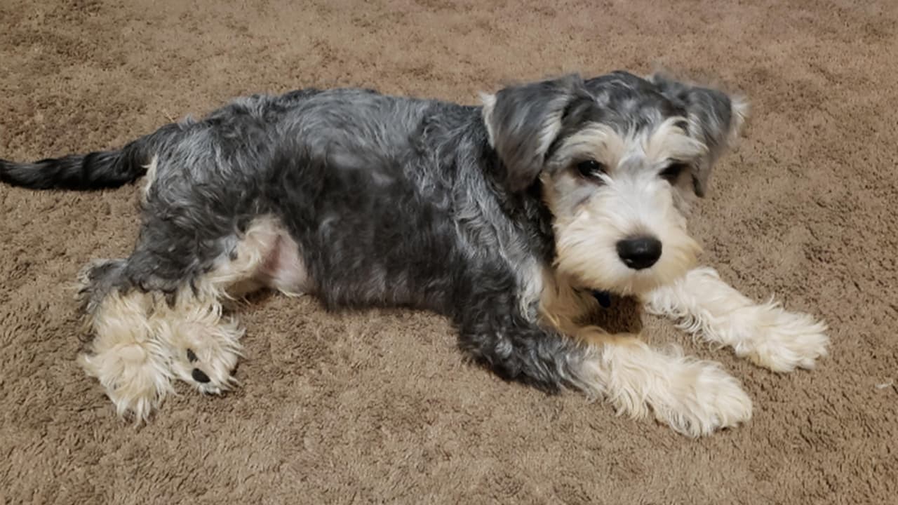 Muchas personas decidieron mostrar a sus fieles amigos en este día.