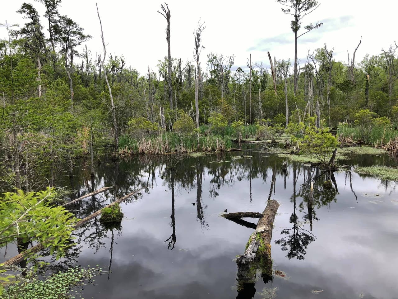 Para empezar, cuenta con humedales a lo largo del río Pamlico.