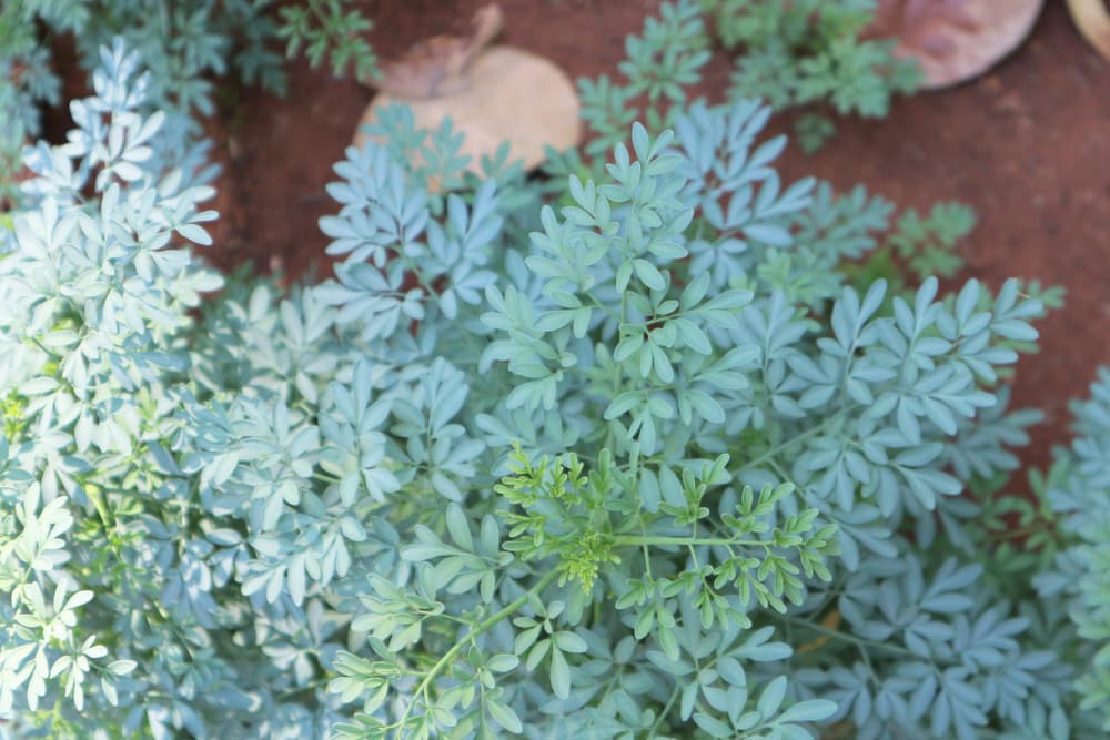 Sirve también como forma de infusión para tratar enfermedades nerviosas, gota, vértico, úlceras y llagas en la boca. Se hierven solamente tres hojas por un litro de agua y se toman coladas tres tazas al día.