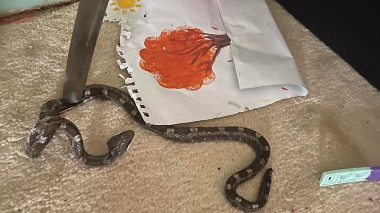 De inicio debes identificar si la serpiente es venenosa o no. Si la serpiente tiene su cabeza en forma de triángulo (como esta) y tiene colmillos quiere decir que es venenosa. En estos casos llama al 911 y aléjate.