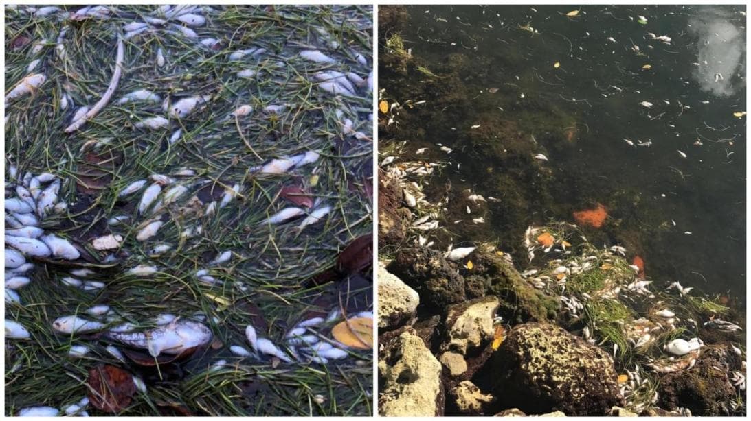 Alcaldes de Miami-Dade y Miami toman medidas de emergencia por muerte de peces en la bahía de Biscayne