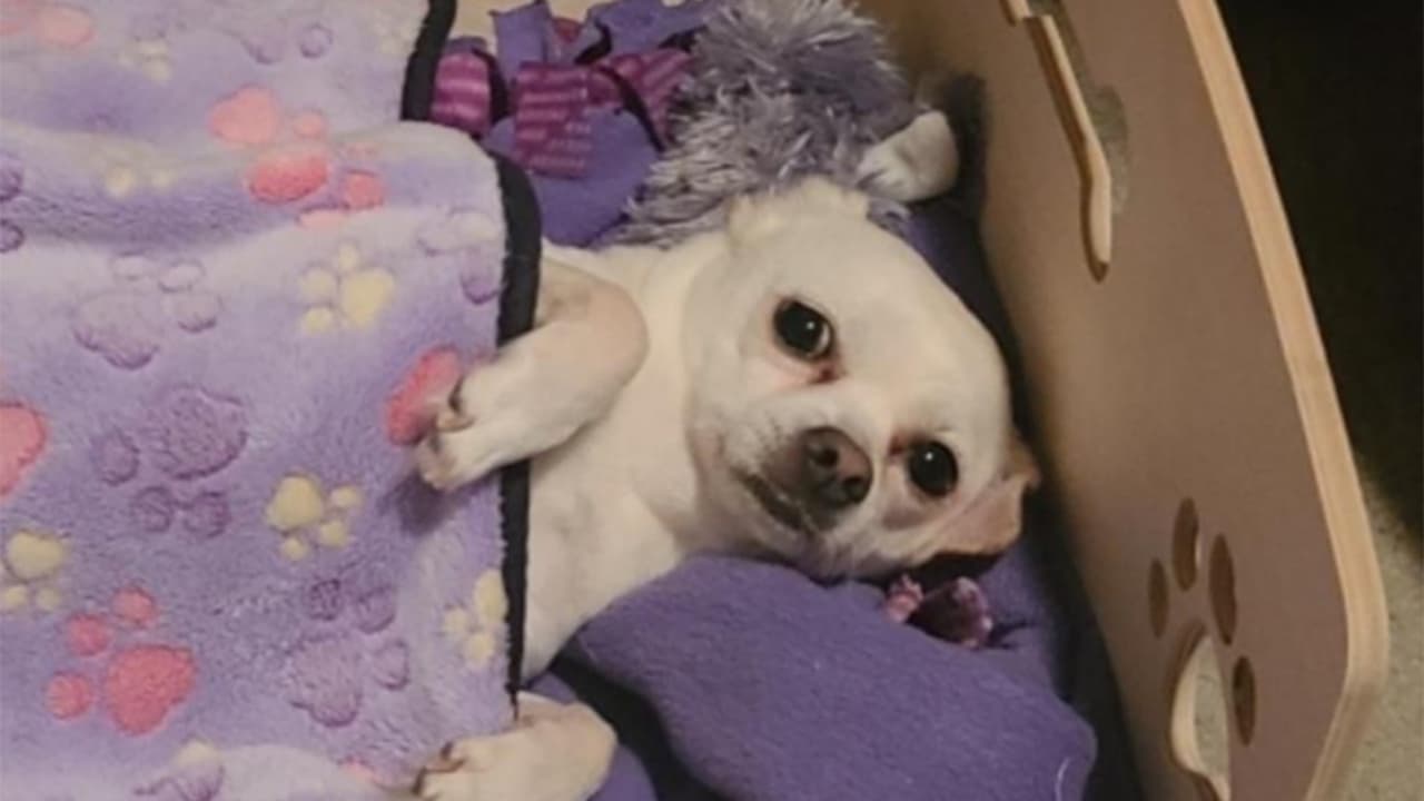 Karen Cubero: Lola, la princesa más linda y tierna.