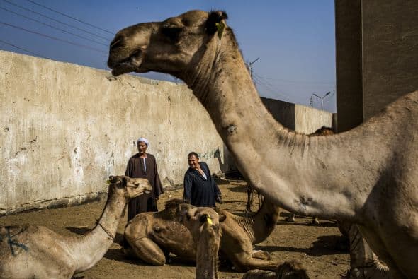 En enero de 2012 se vendieron 5.000 camellos por un valor total de 530 millones de dólares (unos 389 millones de euros), según el periódico "Al Riad".