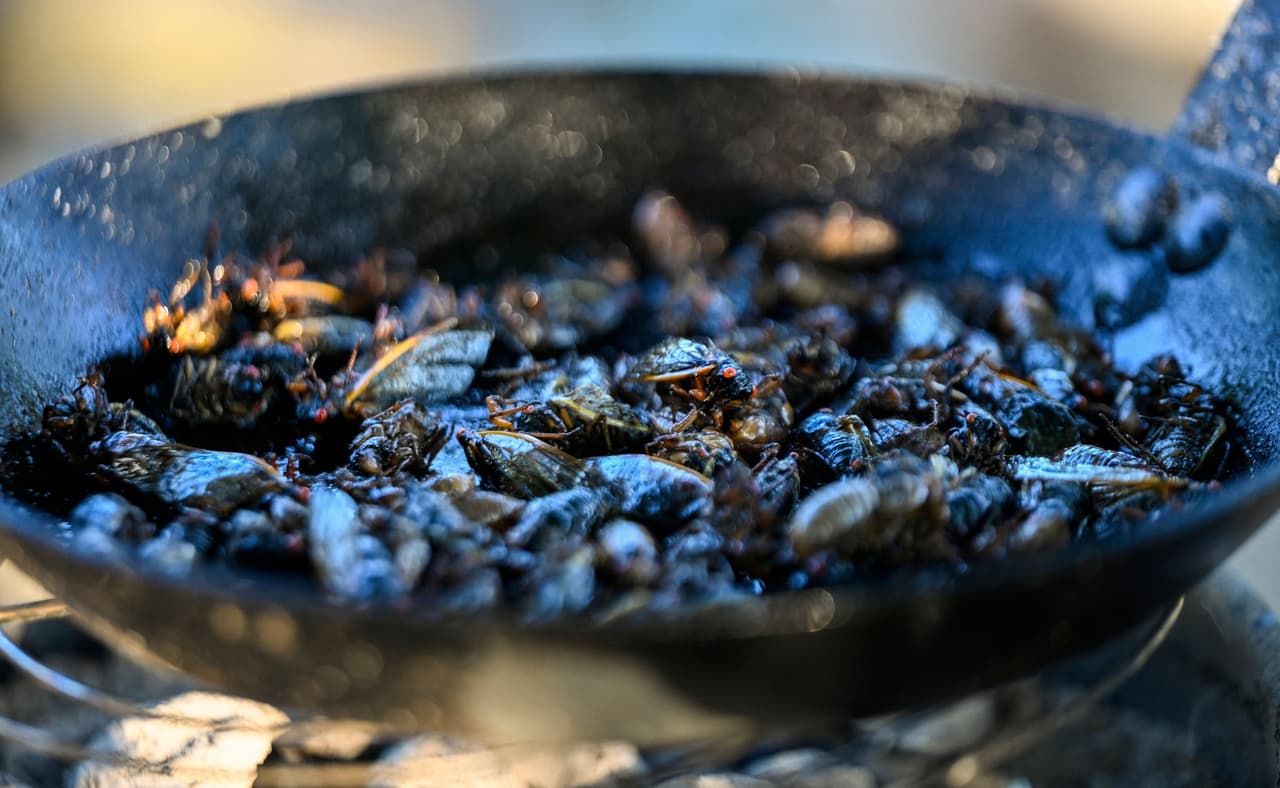 Los insectos comestibles han sido parte de las ricas tradiciones culinarias de todo el mundo durante años, desde los crujientes chapulines de México hasta los beondegi, la comida callejera de crisálidas de gusanos de seda de Corea. En Estados Unidos, sin embargo, los colonizadores no terminaron adoptando hábitos autóctonos de comer insectos.
<br>