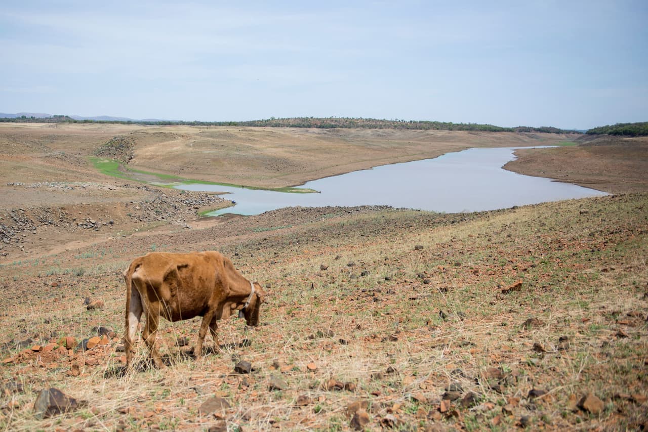 Una vaca pasta en una de las zonas cada vez más áridas de Zimbawe, la presa desmantelada de Upper Ncema, que ahora está por debajo del 2% de su capacidad debido a la sequía.