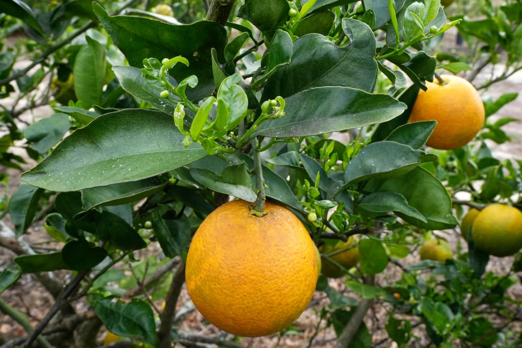 Huracanes, plagas y urbanización han reducido la producción de naranjas y los empleos agrícolas.