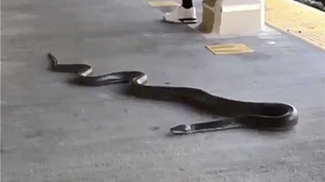Descubren una gran serpiente deambulando por una estación de subway en NYC