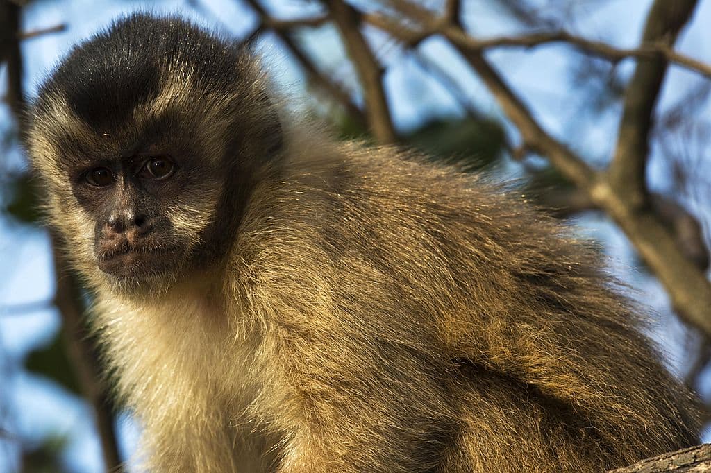 Mono capuchino de Brasil