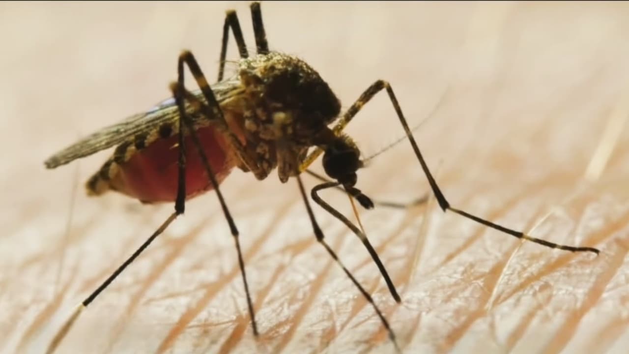 Confirman primer caso humano del virus del Nilo Occidental en el condado de Denton
