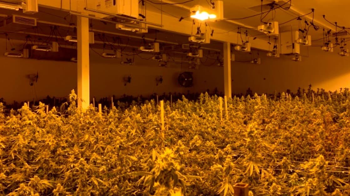 Oficina del Sheriff del Condado de Kern incauta sembradio ilegal de marihuana en Bakersfield