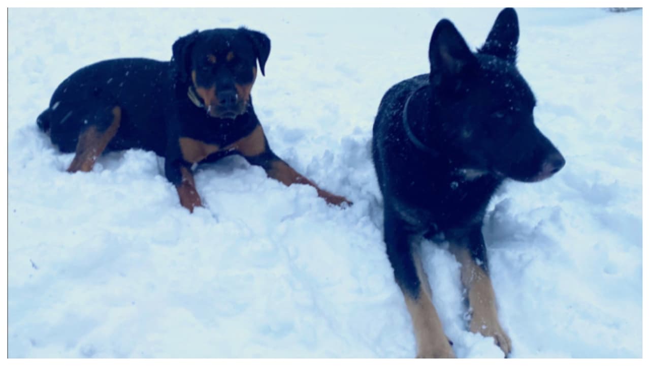"Mis hijos perrunos un Germán shepherd de 1 año y medio Hunter y un Rottweiler de 1 año Roko". Autor: Edith Cordero.
<br> 
<br>