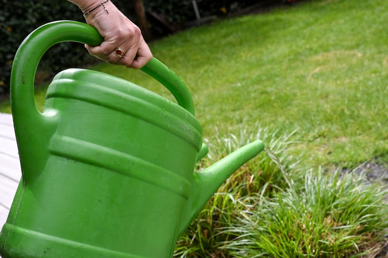 Así puedes salvar tu jardín de las altas temperaturas y la sequía, asegura un experto