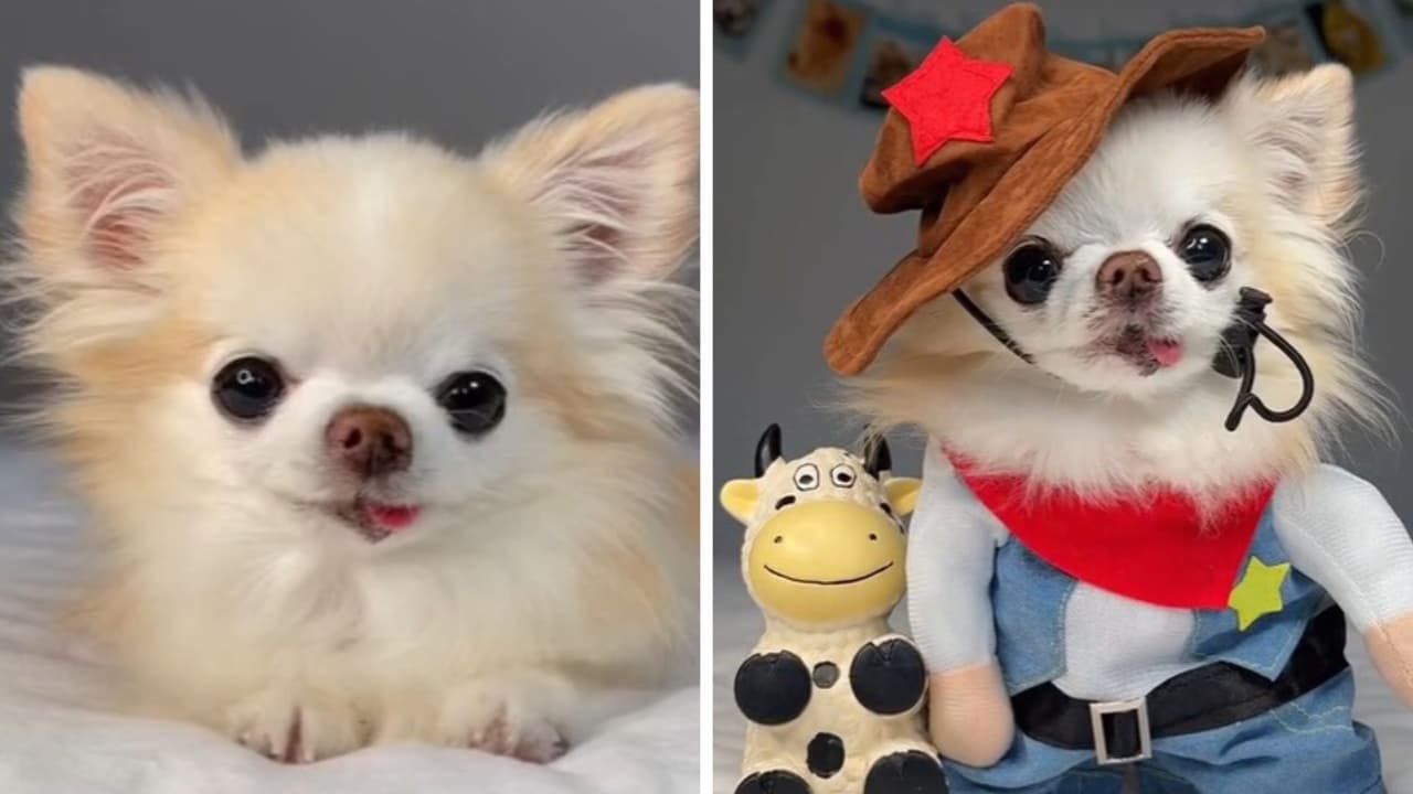 Cedric: El perrito chihuahua que conquista TikTok con sus increíbles disfraces y mirada tierna