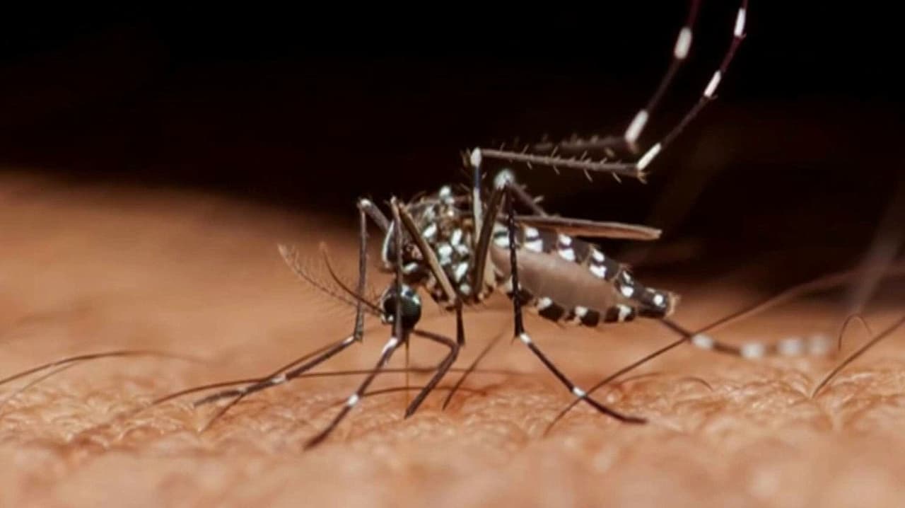 Emiten alerta de dengue para viajeros ¿Cuáles países tienen repunte de contagios?