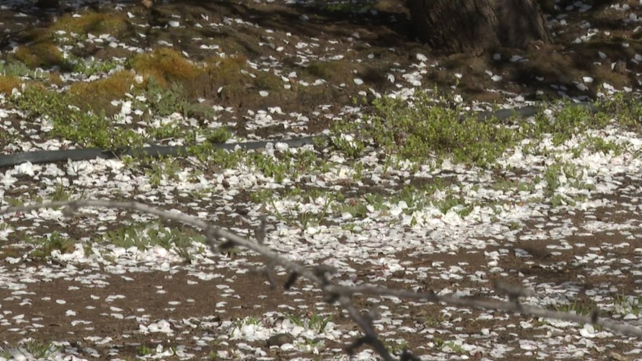 Los caminos se tapizan con los pétalos de las flores.