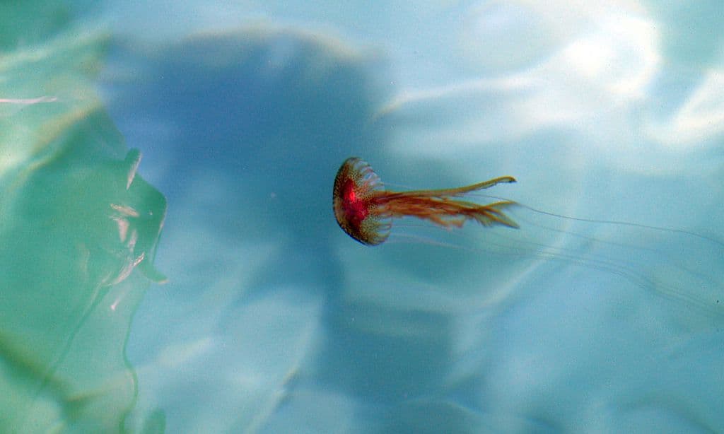 Las medusas son estudiadas para entender sus habilidad de propulsión bajo el agua. La flexibilidad de sus cuerpos les permite impulsarse hacia arriba o hacia abajo sin gastar mucha energía. Estas formas han inspirado la creación de robots experimentales, lo que puede un día conducir a mejores vehículos submarinos.