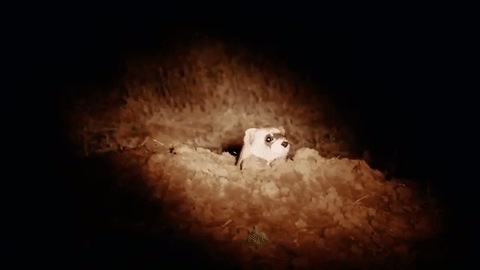 Usan drones y mantequilla de maní para cuidar al mamífero más raro de Norteamérica