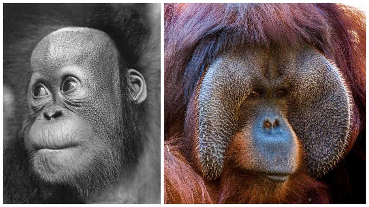 Muere Rudi Valentino, cinco días antes de Navidad: Houston Zoo vela por su viuda Kelly y tres orangutanes más 