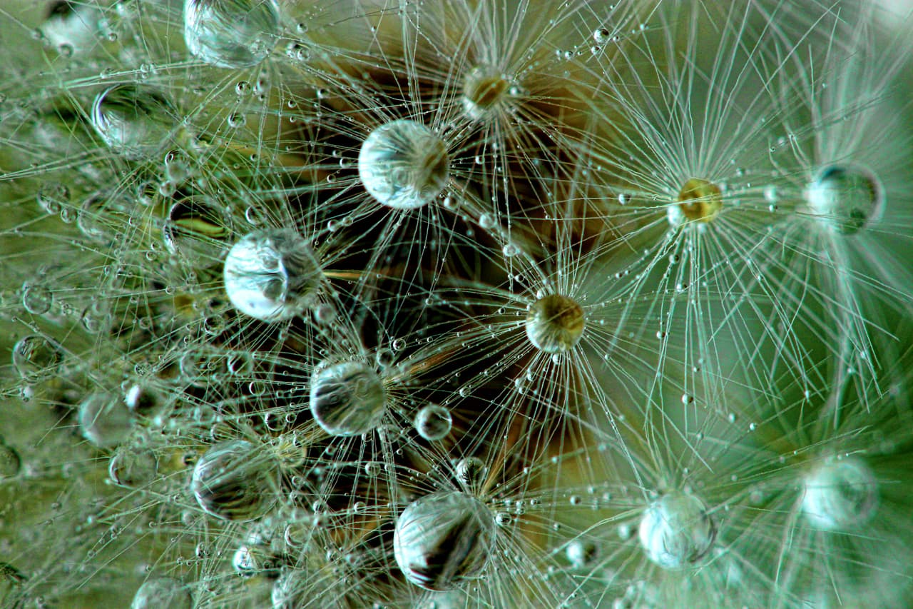 Un panadero en su etapa de semilla cubierto en gotas de rocío. Foto tomada en Lafayette, Indiana, en el jardín de la fotógrafa. Ganadora del tercer premio del concurso.