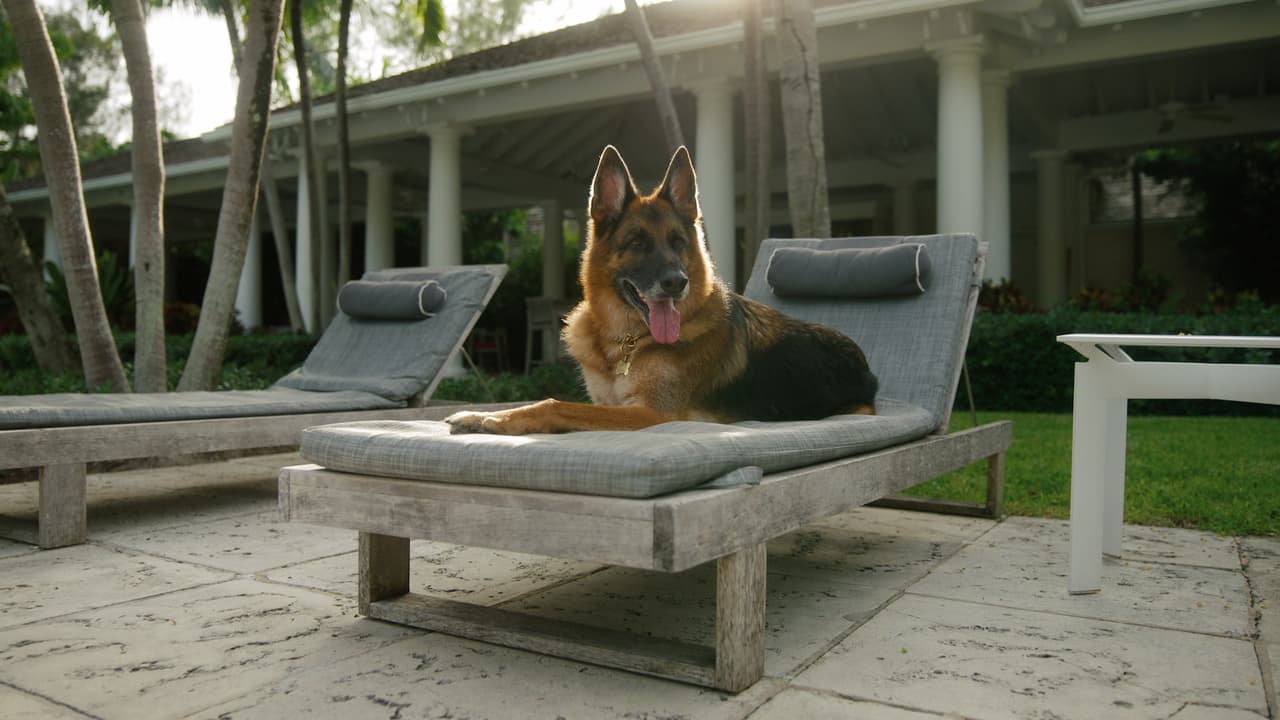 Perro Gunther serie de Netfix