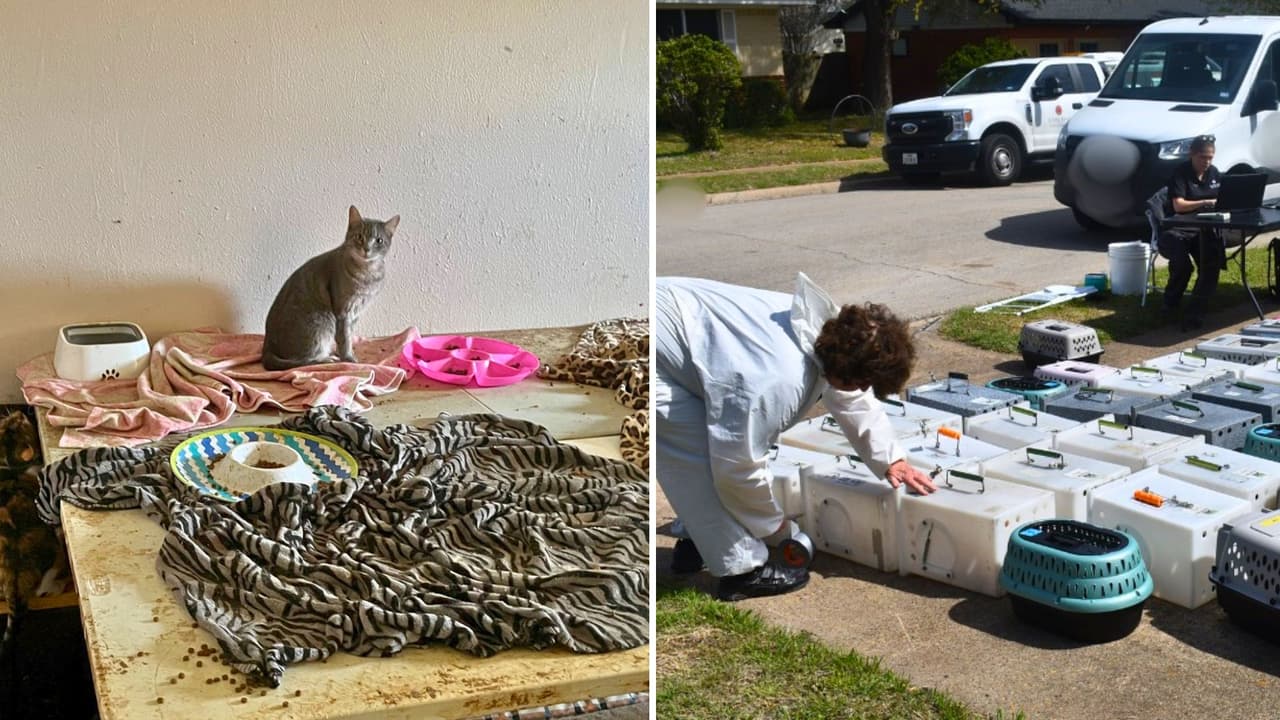 <h3 class="cms-H3-H3">Entrar a la vivienda no fue inmediato </h3>Rescatistas 
<b>usaron protección por el fuerte olor a amoníaco y la acumulación de desechos.</b> 
<br>Adentro 
<b>encontraron 64 gatos en espacios reducidos,</b> muchos con signos de enfermedad. El operativo ocurrió en Garland y es el mayor decomiso registrado por su departamento de servicios animales.