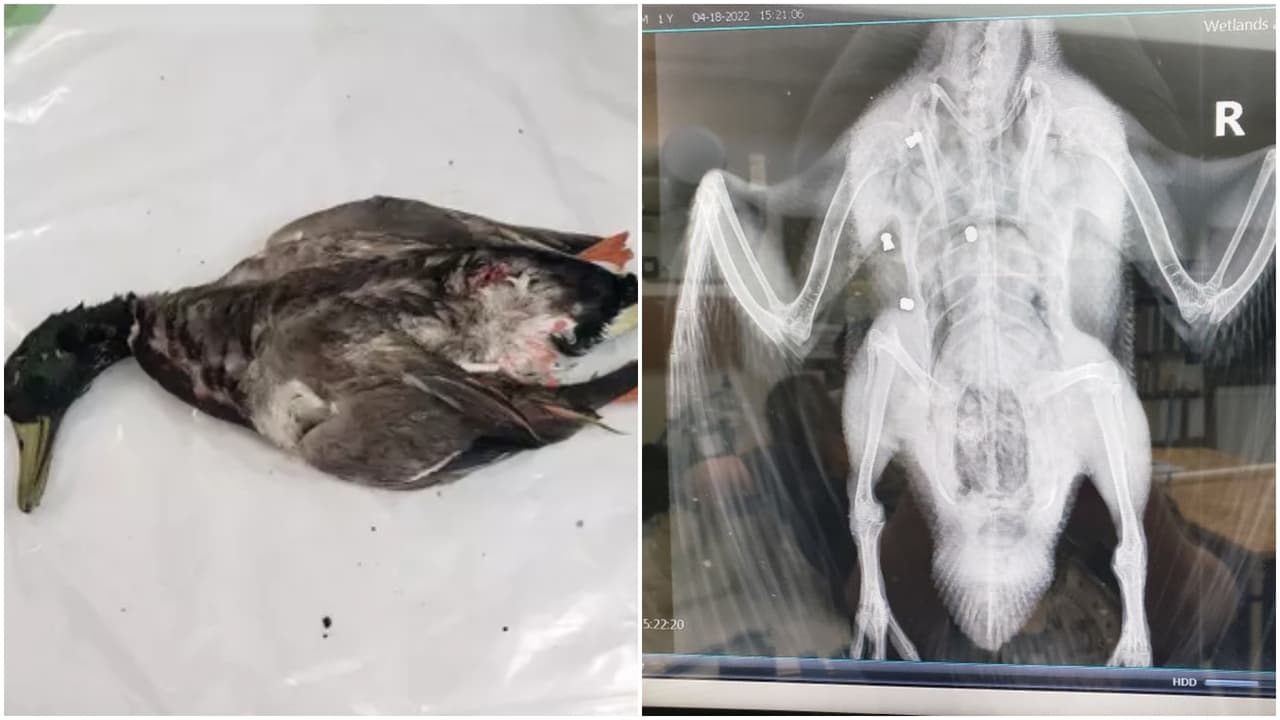 "Estamos desconcertados": matan a tiros a cuatro patos en el Tewinkle Park en Costa Mesa