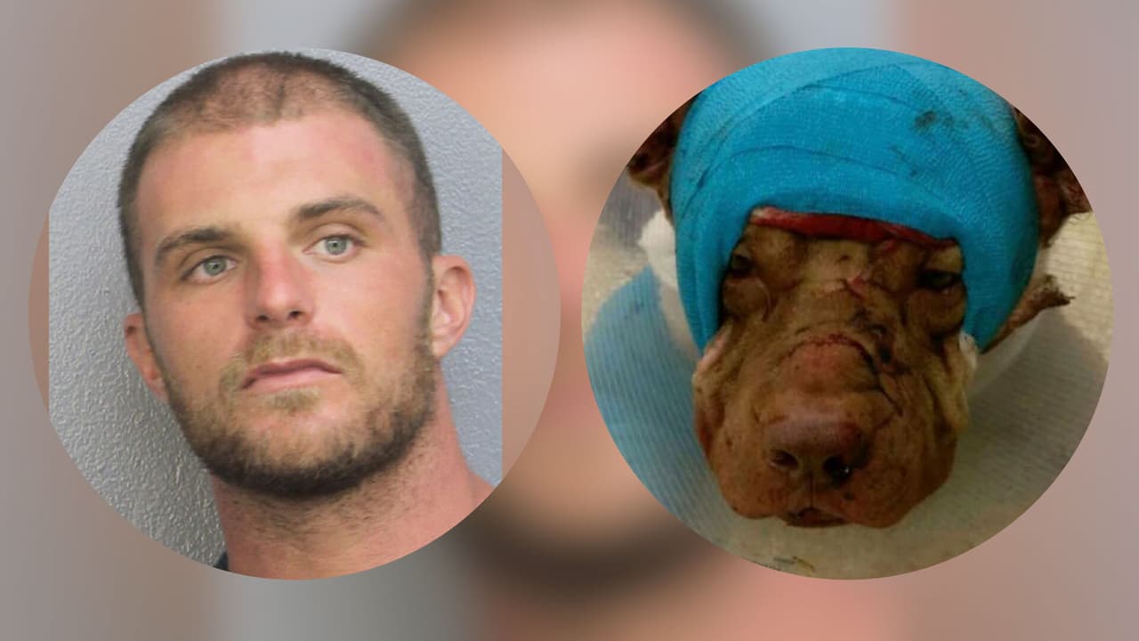 Hombre apuñala 50 veces a pitbull y las autoridades encuentran mucho más en su nevera