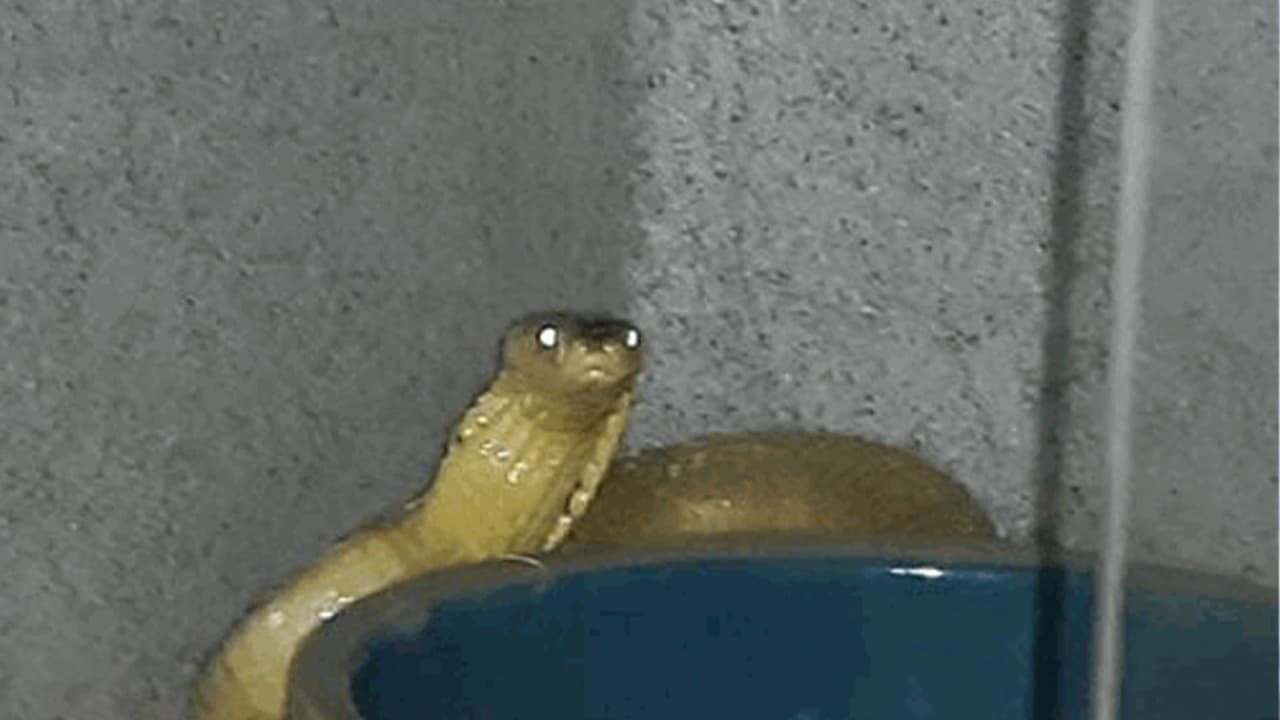 El rescate se produjo luego que unos jardineros se dieran cuenta de la presencia de los animales en la casa.