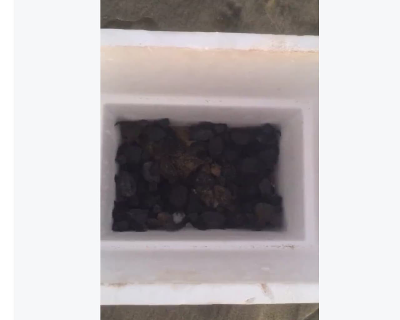 Angelique también había compartido un video de cómo liberaba a unas tortugas marinas para que hicieran su vida en el mar.