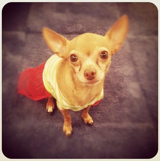 Esta perrita se robó el corazón de sus compañeros de Despierta América, pero también el de muchos famosos.