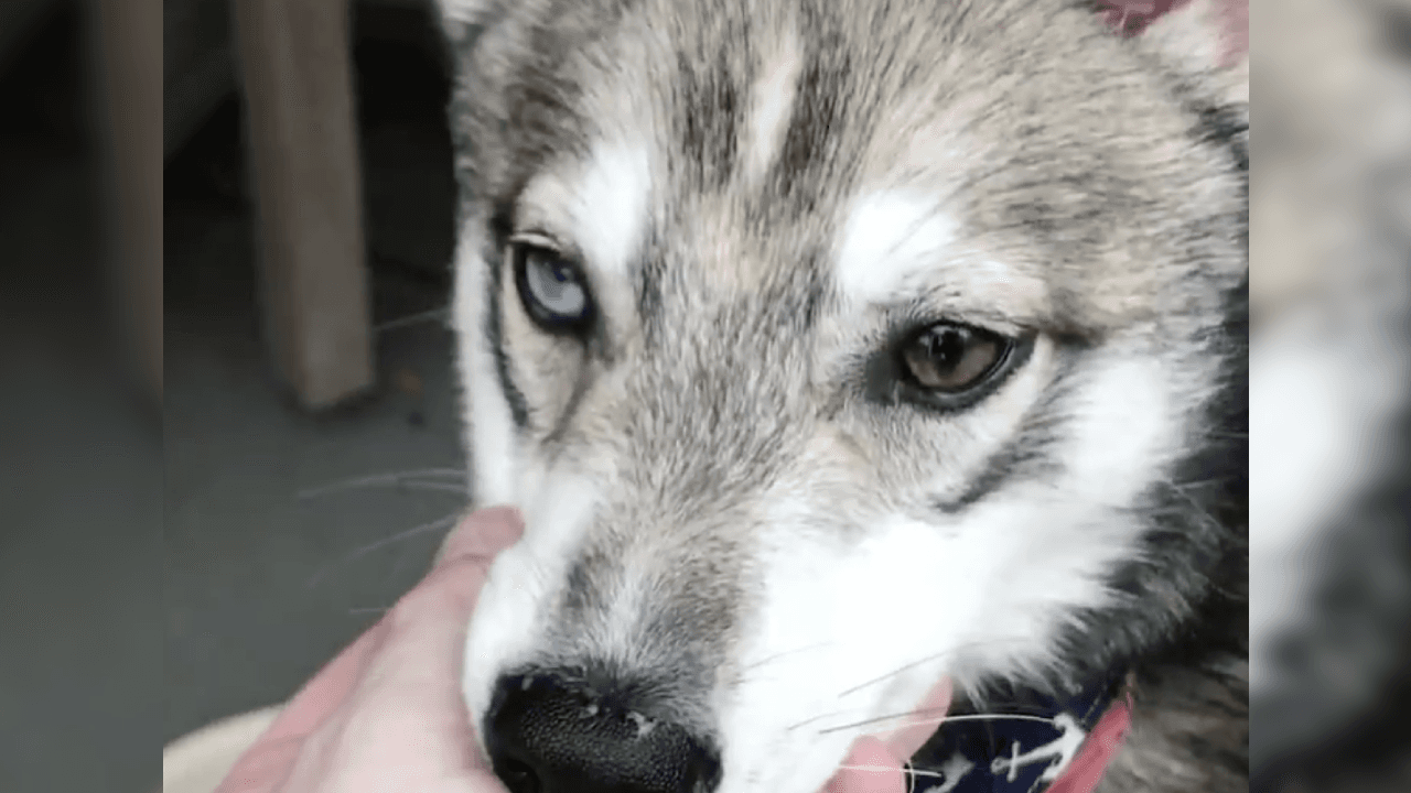 Aquí se puede apreciar con claridad cómo tiene dos tonalidades distintas en los ojos.