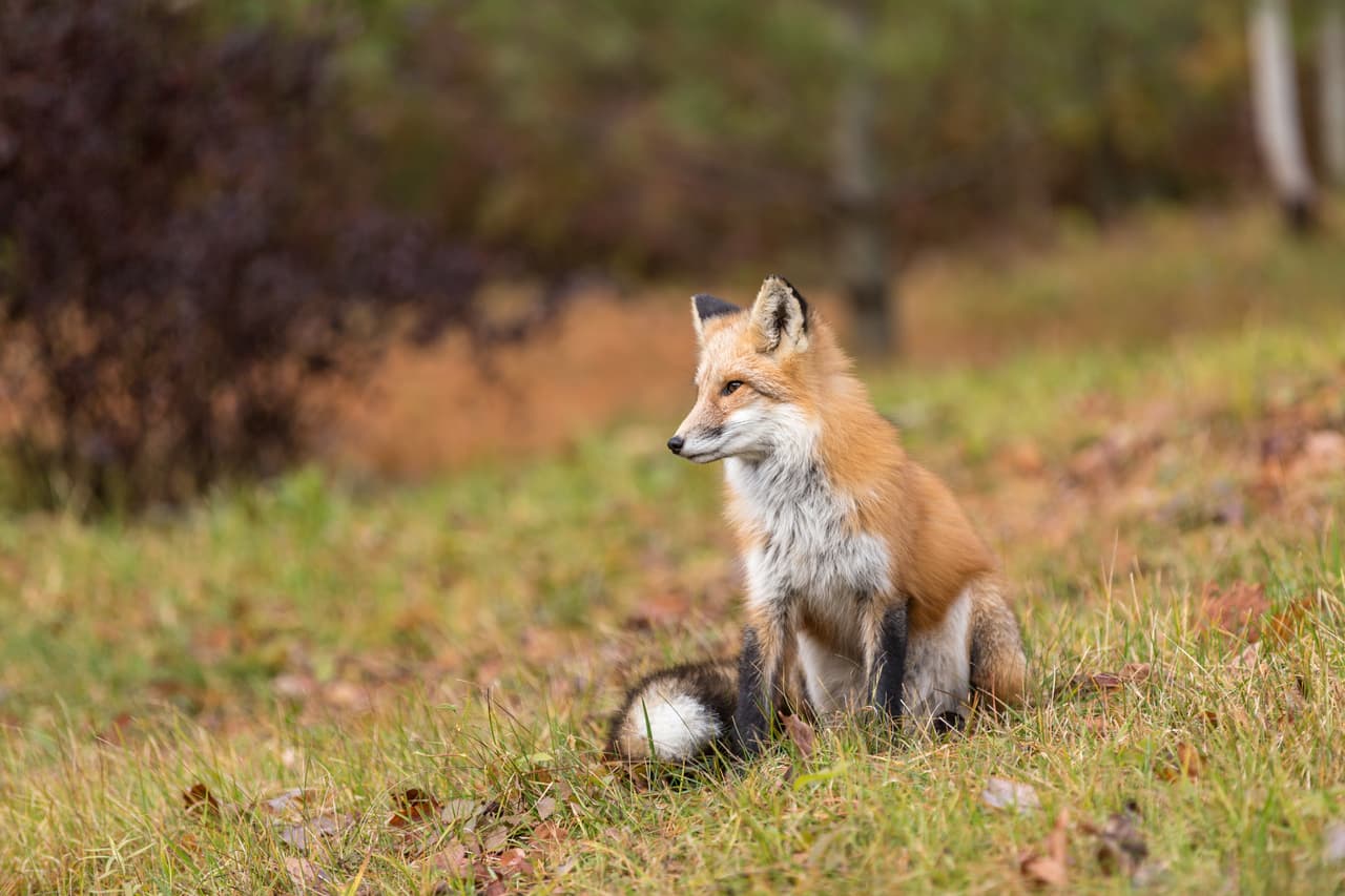 Tras la celebración del primer Día de la Tierra el número de participantes en las actividades protectoras del ambiente ha aumentado de forma considerable. Se han conseguido triunfos como leyes que prohíben la emisión de contaminantes al ambiente o la caza y pesca de especies en peligro de extinción, sin embargo, aún queda mucho por hacer, pero todos podemos poner nuestro granito de arena para aumentar ese grado de conciencia global.