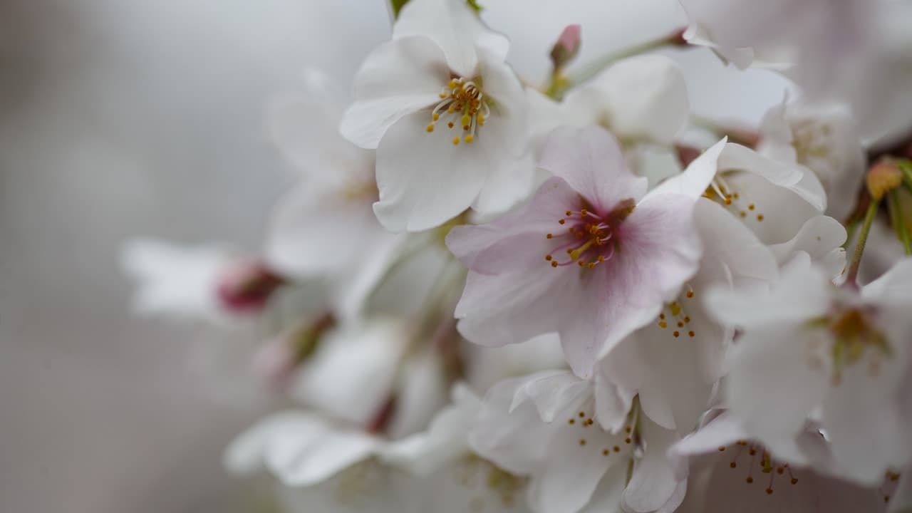 El Cherry Blossom entra en su segunda fase de florecimiento en Washington DC