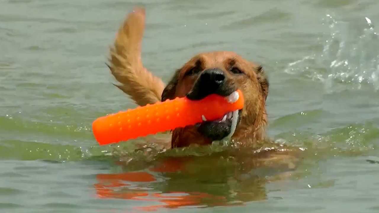 Asegúrate de darle a tu perro acceso a agua de manera constante. Algunos pueden no ser muy amantes de beber agua, pero colócale varios envases fuera y dentro del hogar, para que tenga opciones.