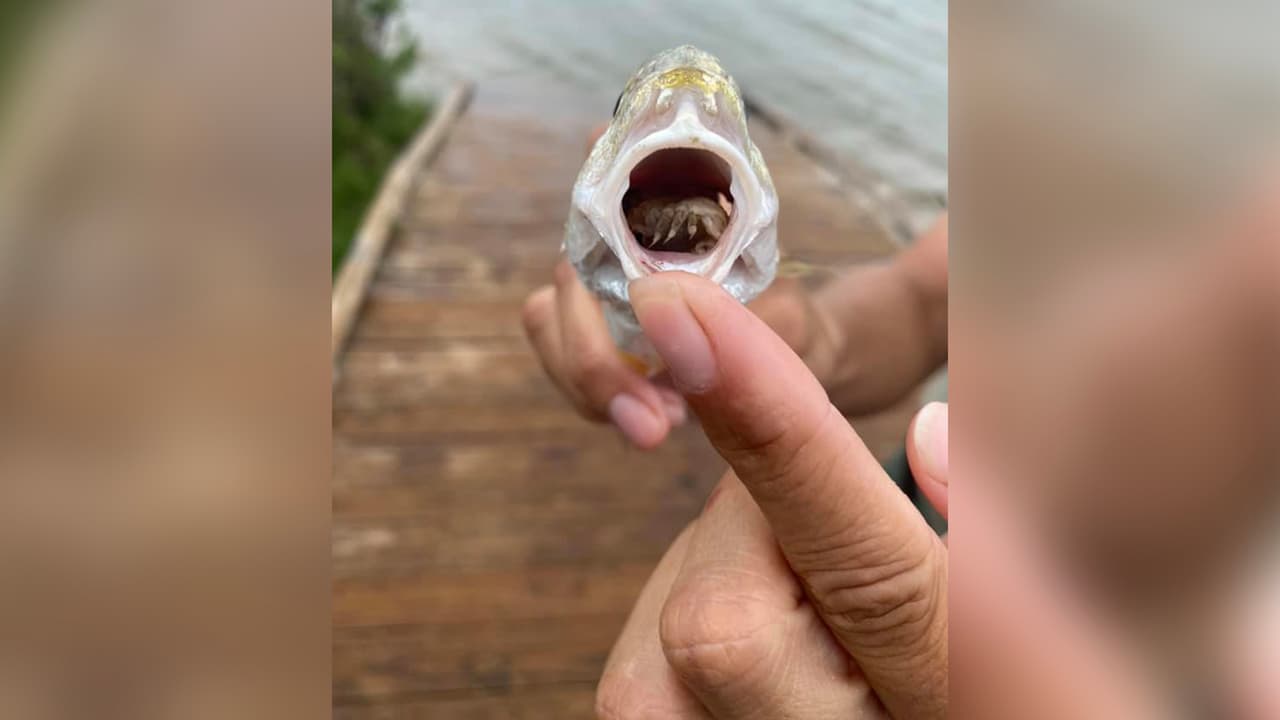 Un pez con un parásito "come lengua" fue descubierto en el 
<a href="https://www.facebook.com/GalvestonIslandStatePark/posts/10158143851271610" target="_blank">Parque Estatal de la Isla de Galveston</a>.