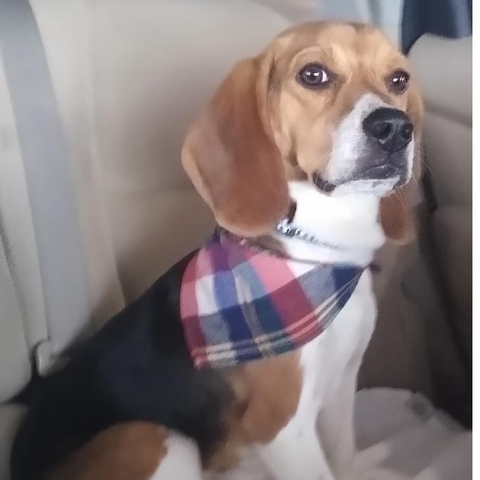 "Tobby nuestra mascota, ¡contento después de su baño!", nos cuenta Lisett Arce.