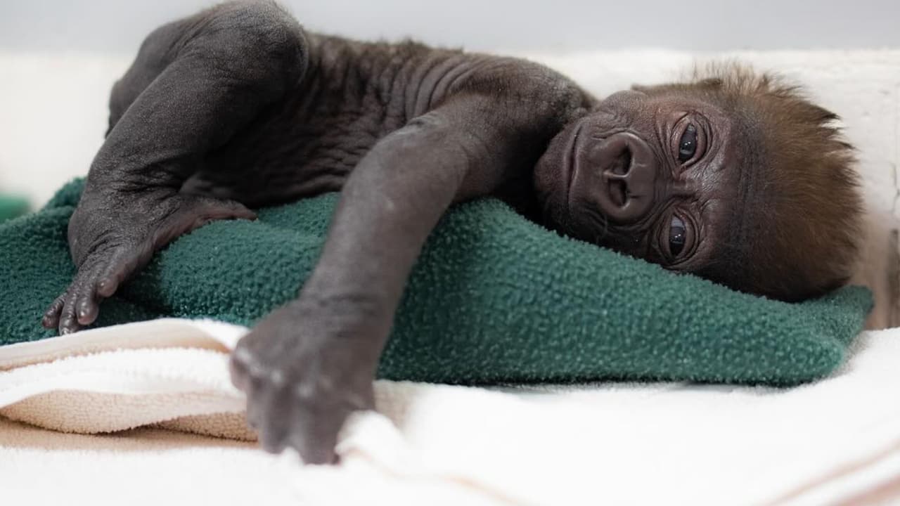 Aunque Sekani se ha recuperado por completo, lamentablemente no mostró los signos maternales necesarios para cuidar a su bebé prematuro. Sin embargo, el equipo del zoológico ha demostrado un increíble compromiso alrededor del cuidado del gorila bebé, brindándole atención las 24 horas del día durante las últimas semanas.