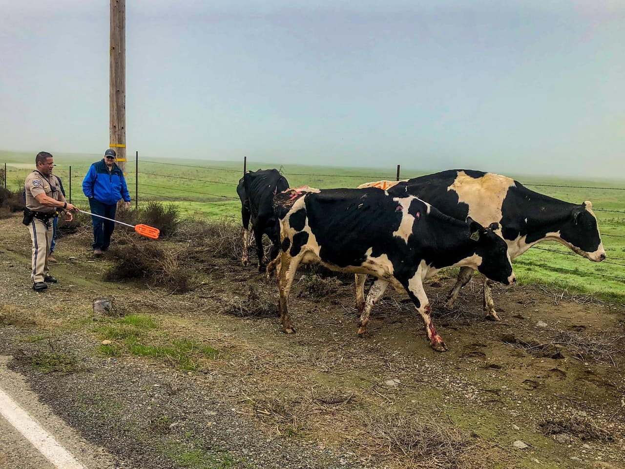 Joey Cozzi llegó a la escena y le proporcionó al oficial Carabajal una paleta de color anaranjado, con el objetivo que pudiera dominar el ganado.